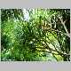 pandanus tectorius.jpg